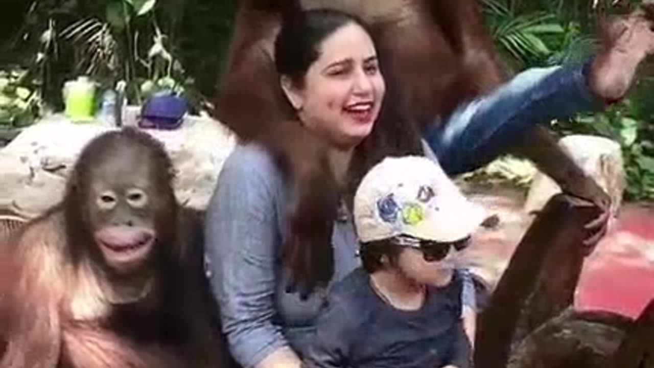 Orangutan gropes women and tells hubby to piss off.