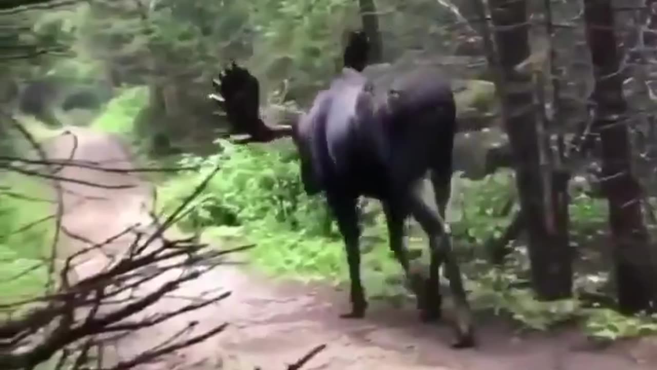 moose approaches