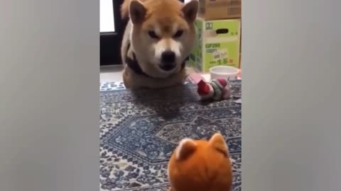 This Dog Is Imitates The Voice Of This Toy