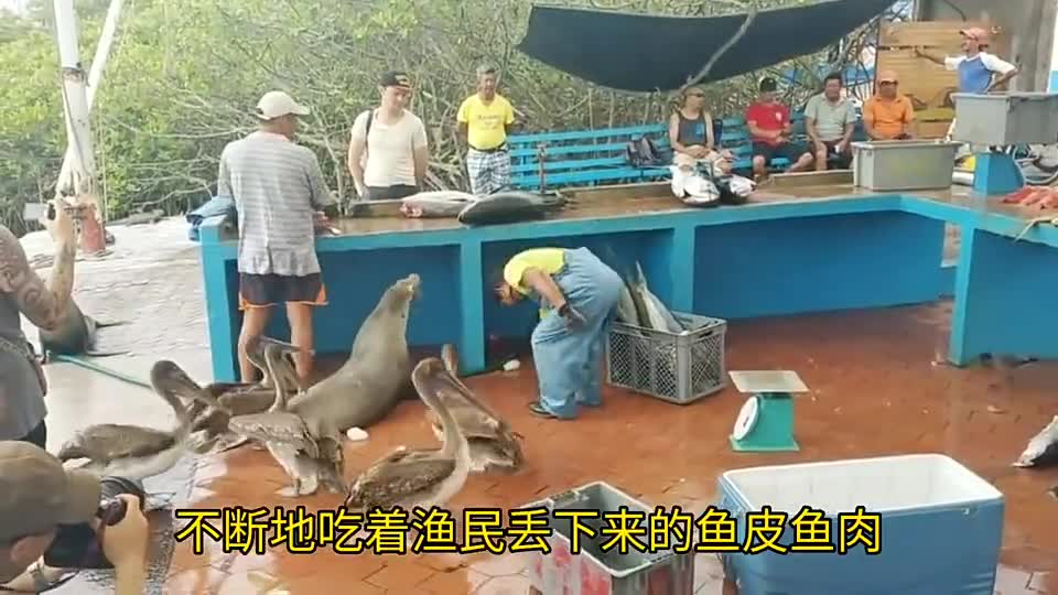 The animals are having fun eating around the vendors