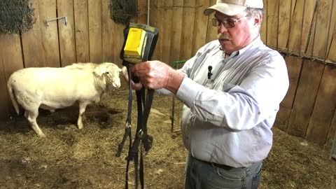 Sheep Breeding Time