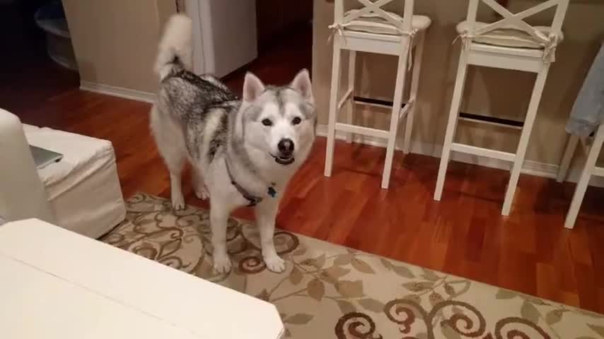 Husky parlante siempre tiene la última palabra