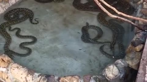 The Burmese python