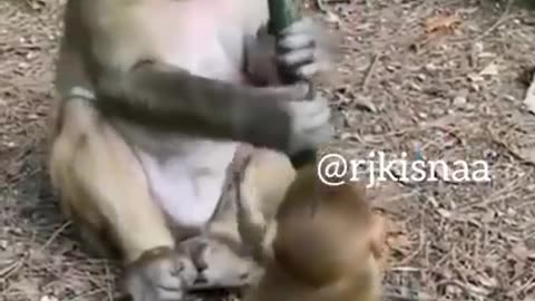 Monkey funny video