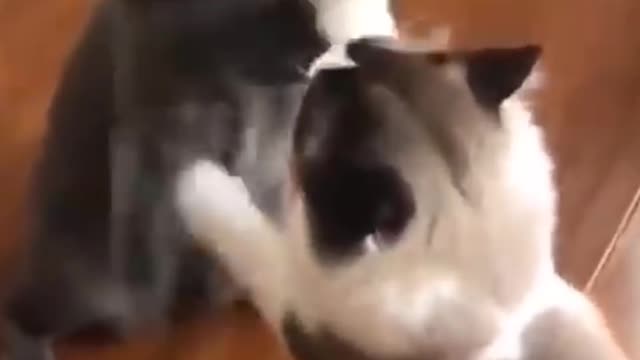 😜Animals SOO Cute,cutest moment of the animals😻| Dogs are the Best| Aww Animals