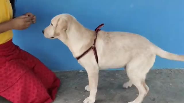 Top 10 dog tricks 😱😱| labrador dog |Labrador dog training | Labrador retriever puppy | dog sound