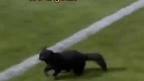 Cat active the goal