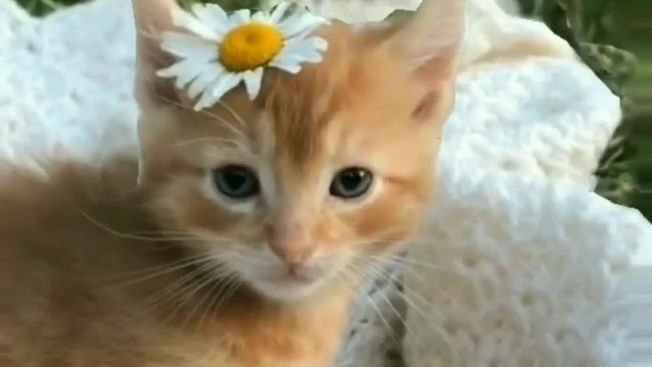 Cat in islam