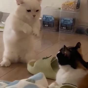 Cute cat video and Kittecat Cat Video