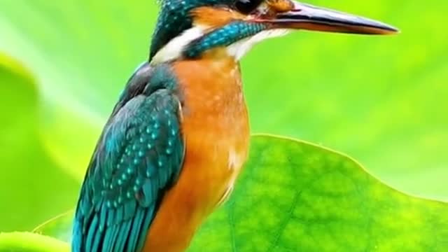 My favorite bird!!