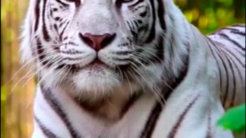 White Tiger Slow Mo