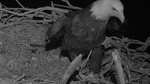 Find yourself a different nest to scavenge, foxy 🦅