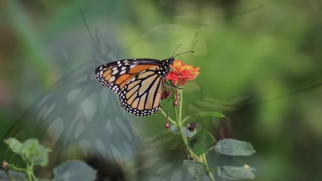 #Peace4U - ❤ Relaxing Piano Music, Soundscape, 4K, Nature, Caterpillars and Butterflies