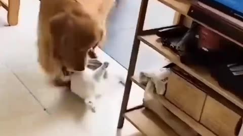 Unusual friendship between a cat and a dog.