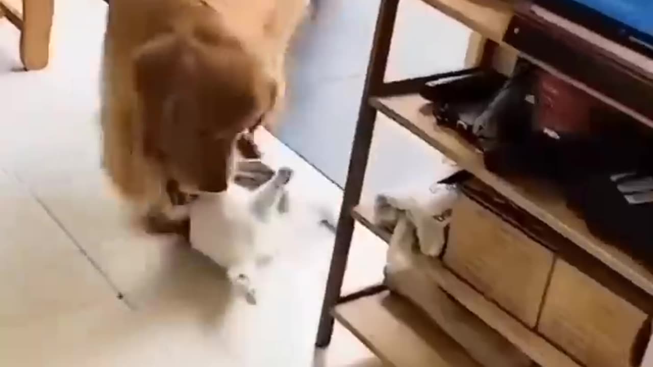 Unusual friendship between a cat and a dog.