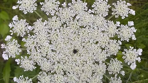 Wild Carrot