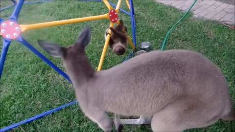 baby sloth funny compilation