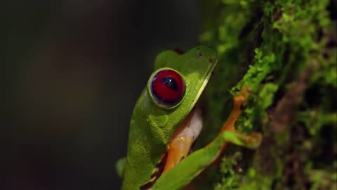 Amazon Awakened: A Journey into the Lungs of the Earth