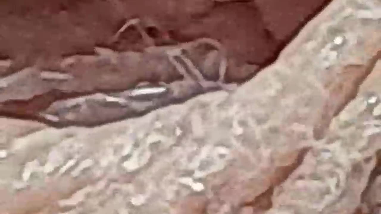 Scabies mite movement on the skin. حرکت مایت گال روی پوست