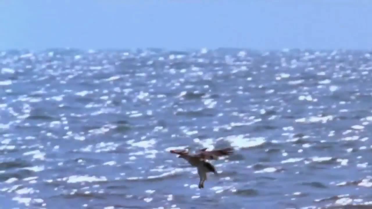 Why can shark hunt eagle flying ? Wild life so amazing