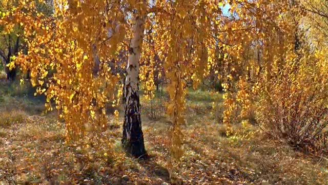 Beautiful Relaxing Music • Meditation Music • Deep Sleep •Yoga Music