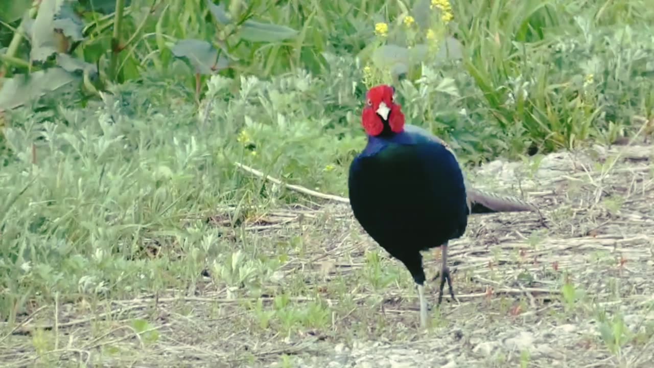 Green Pheasant