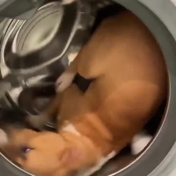 tumble dry & woof #animals