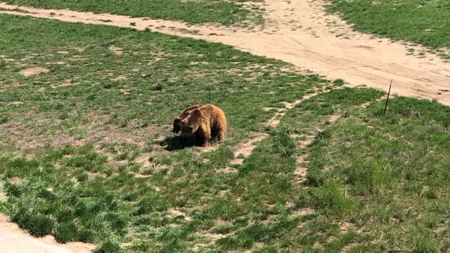 Grizzly Bears Showing Affection