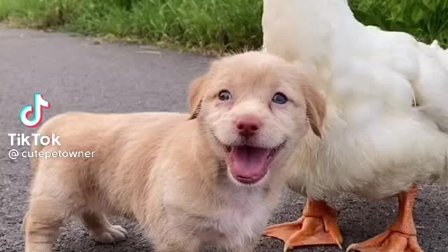 Brown dog ride on the duck so lovely