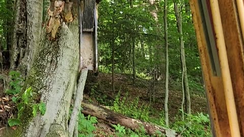 Pushing over huge tree
