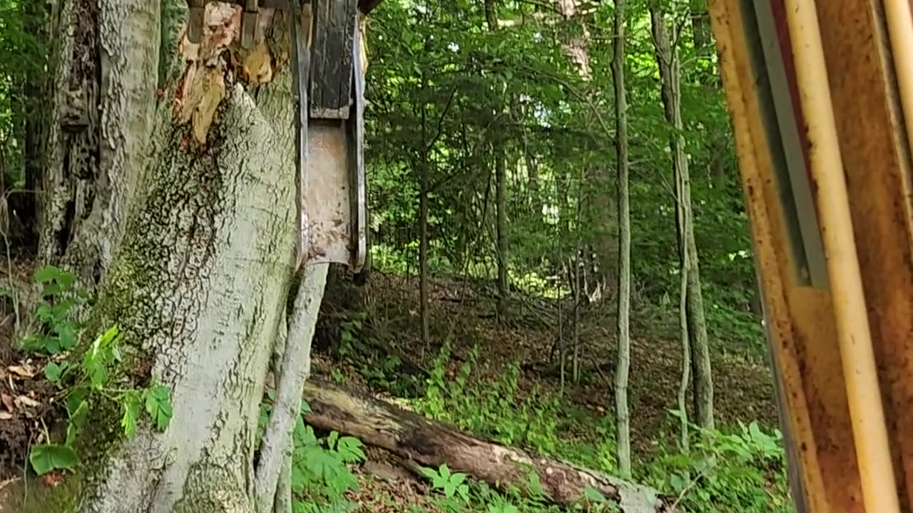 Pushing over huge tree