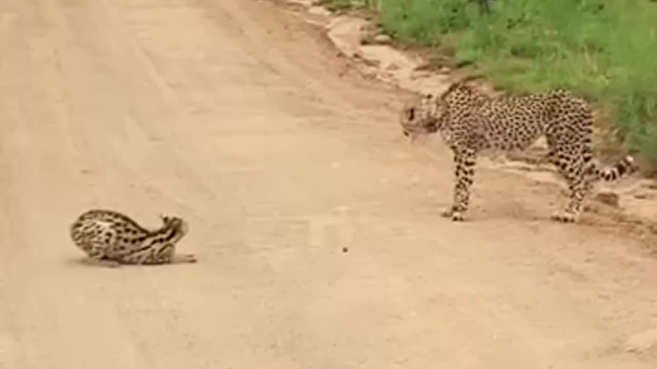 Cheetah thinks twice about attacking Serval 😬