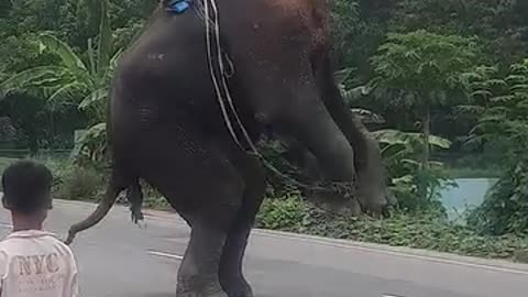 Angree Elephant