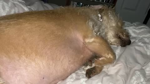 BERKELEY SNORING AND DREAMING