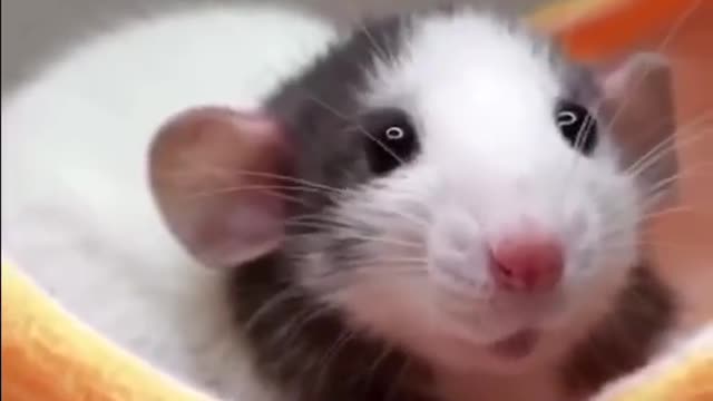 Rats are the only non-primates that can laugh.