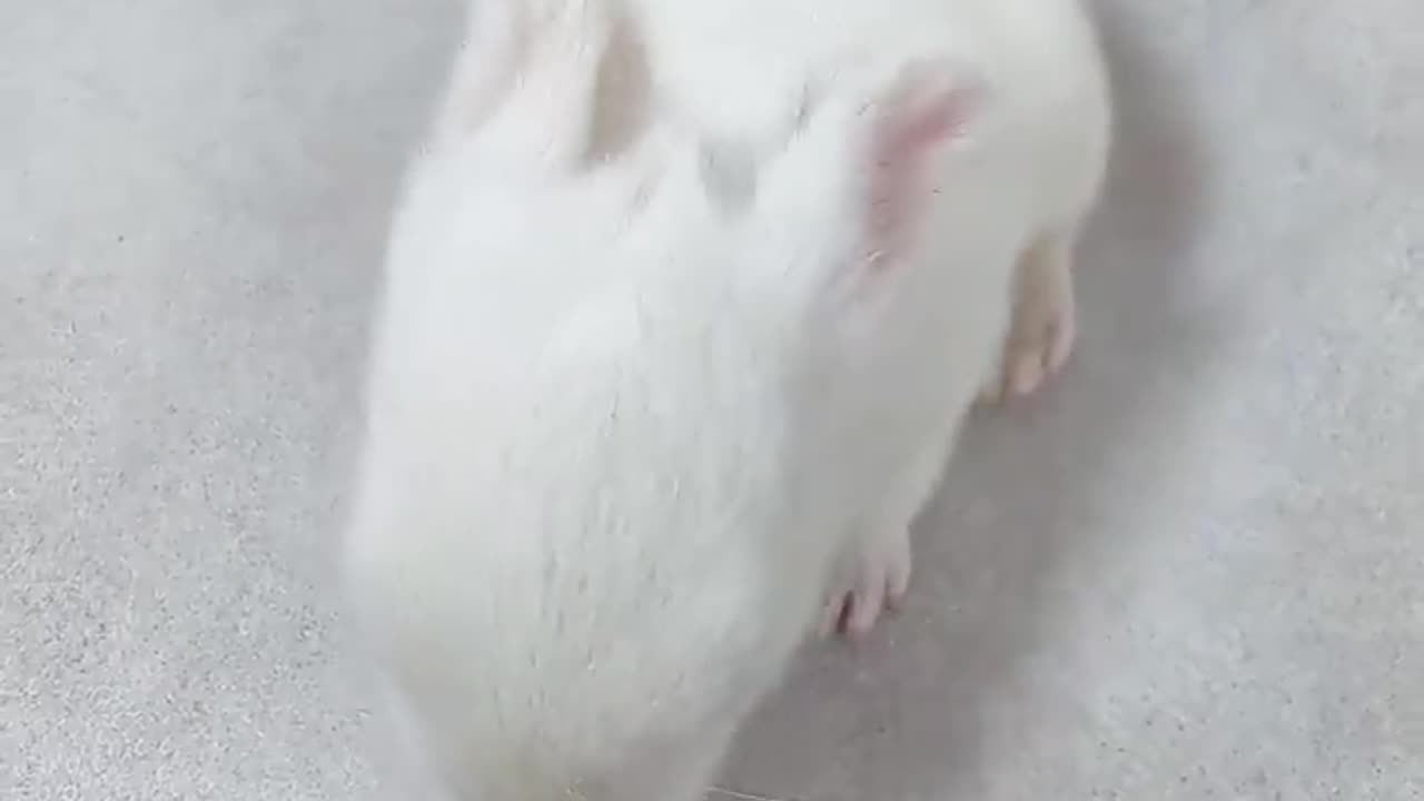 Rabbit๐๐๐