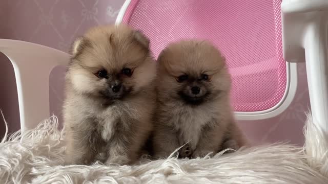 Cute puppies