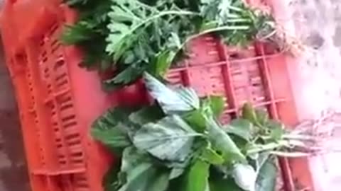 ΄'ΦΡΕΣΚΟ' ΠΡΑΜΑ