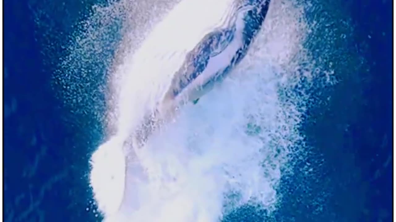 Witness The Magic Of Whale Jump