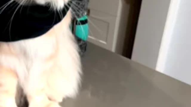 Cool kitty obeys tricks for tasty treats