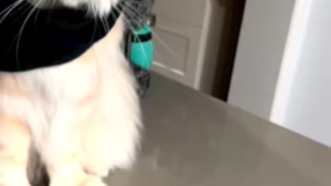 Cool kitty obeys tricks for tasty treats