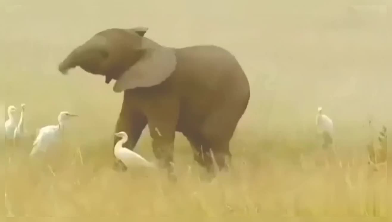 Cute Baby Elephant Fight With Birds Funny Baby Elephant Cute Baby Elephant Wildlife