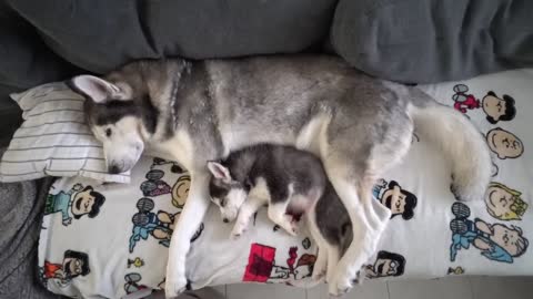 Husky Puppy and Dad's First Nap Ever!