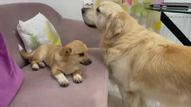 Golden Retriever and Puppy Playing on the Sofa