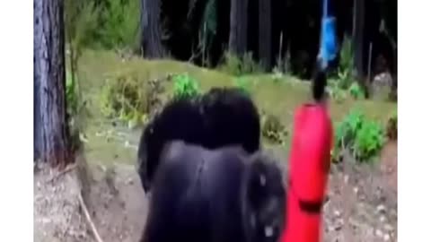 Funny animal video