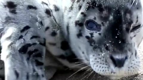 CUTE BABY SEAL YOU WON'T BELIEVE 😍