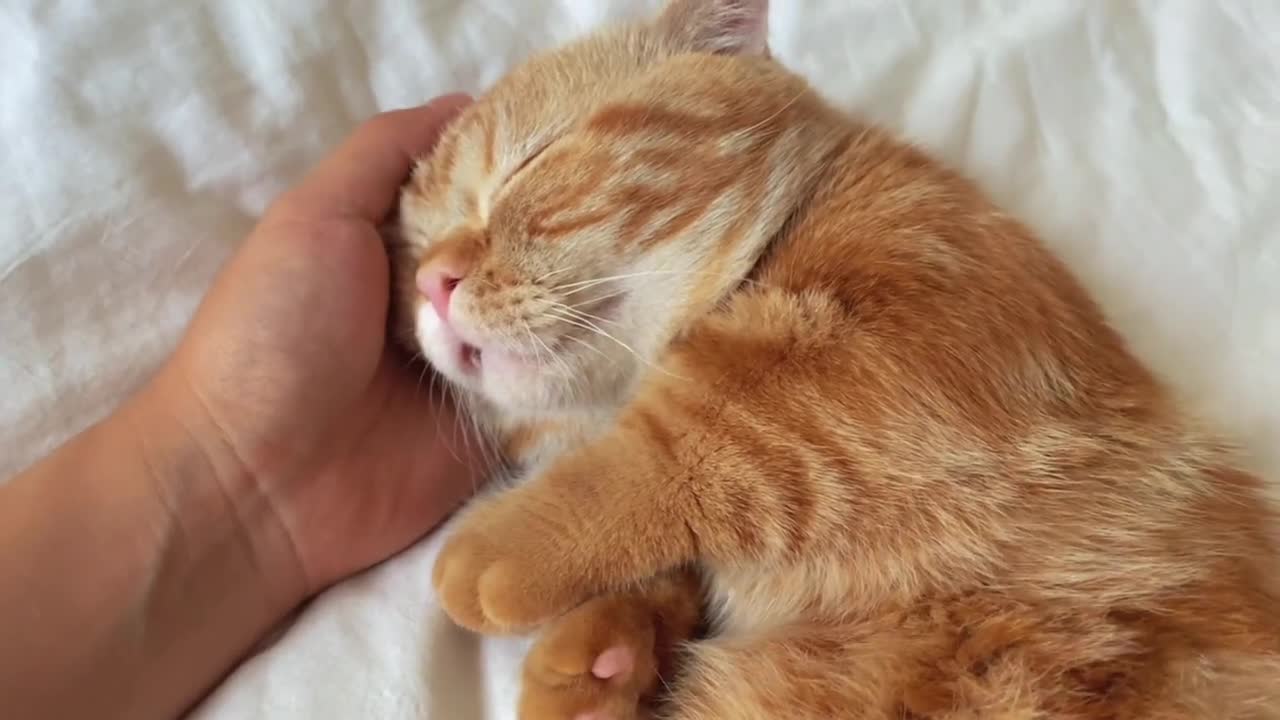 Kittens like to be petted to sleep by their owners