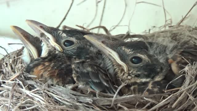 Fletching Robin Baby Birds