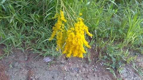 Goldenrod