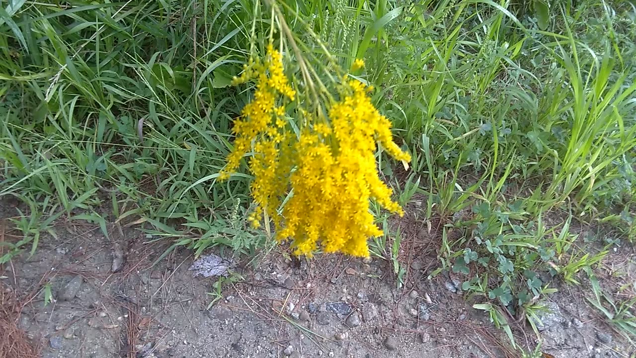 Goldenrod